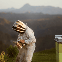 Egmont Honey Purity and Sustainability - A beekeeper in NZ